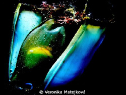 This photo was created by accident.It's a shark egg.
It ... by Veronika Matějková 